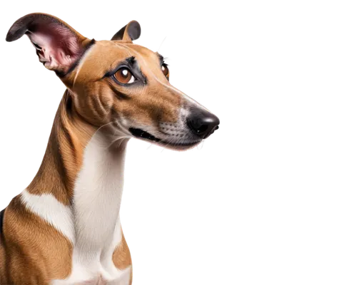 basenji,pinscher,jack russell terrier,sighthound,jack russel terrier,rat terrier,galgo,black mouth cur,bull terrier,saluki,lurcher,jack russell,dog illustration,sighthounds,dog photography,coonhound,galga,rhodesian ridgeback,doberman,dog pure-breed,Art,Artistic Painting,Artistic Painting 33