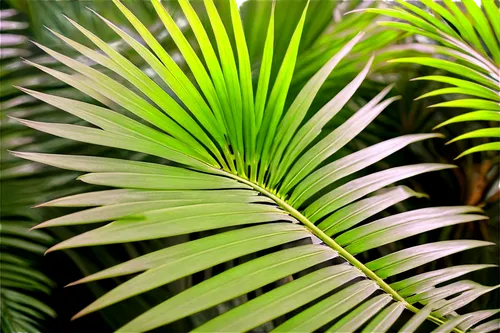 Palm tree leaves, green, waxy, feathery, delicate, curved shape, natural, outdoor, close-up, soft focus, warm lighting, shallow depth of field, vibrant color tone, realistic texture, detailed veins.,p