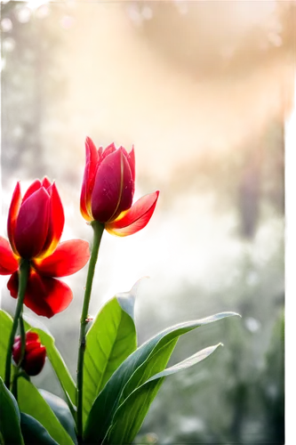 tulip background,flower background,red tulips,spring background,flower in sunset,background bokeh,tulipa,flower wallpaper,springtime background,two tulips,tulip flowers,bokeh effect,freesia,red petals,tulip blossom,nature background,tulips,pink tulips,pink tulip,orange tulips,Photography,Documentary Photography,Documentary Photography 35