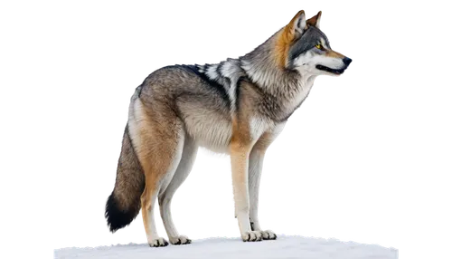 Wild wolf, solo, winter season, snow-covered fur, sharp teeth, yellow eyes, bushy tail, standing upright, howling at sky, misty atmosphere, soft focus, cinematic composition, warm color tone.,an adult