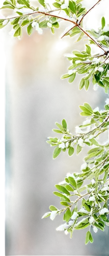 Mistletoe, green leaves, white berries, entwined branches, winter season, snowflakes falling, frosty mistletoe, romantic atmosphere, soft focus, shallow depth of field, warm color tone, natural light,