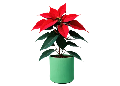 poinsettia,natal lily,xmas plant,poinsettia flower,christmas flower,potted tree,potted plant,american holly,flower of christmas,cestrum,christmas orchid,terracotta flower pot,mandevilla,container plant,flower pot holder,paprika bush,flowers png,night-blooming cestrum,houseplant,bengal clockvine,Illustration,Realistic Fantasy,Realistic Fantasy 07