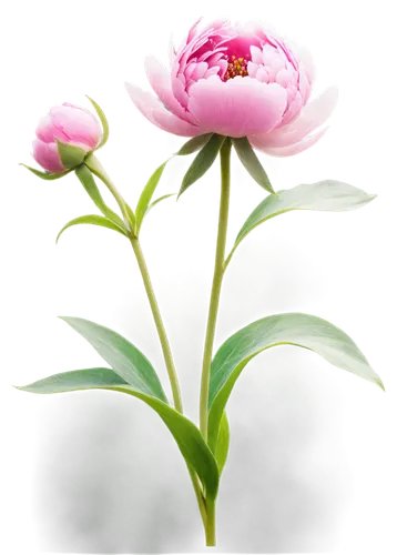 common peony,pink peony,peony pink,peony,pink lisianthus,pink carnation,pink poppy,rose flower illustration,pink water lily,japanese anemone,paeonia,pink flower,pink anemone,zephyranthes,flower illustration,flowers png,peony frame,peonies,pink cosmea,flower illustrative,Conceptual Art,Oil color,Oil Color 17