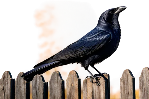 carrion crow,great-tailed grackle,grackle,american crow,corvidae,boat tailed grackle,common raven,greater antillean grackle,3d crow,brewer's blackbird,crows bird,corvus,corvus corax,corvus corone,hooded crows,fish crow,crow-like bird,bird illustration,raven rook,corvid,Illustration,Vector,Vector 09