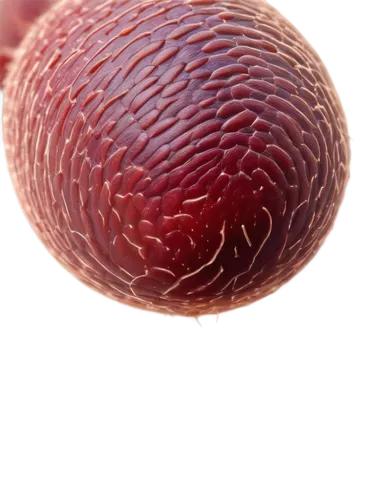 eosinophil,stemcell,hypercholesterolemia,stemcells,cryptosporidiosis,blastocyst,azoospermia,erythrocyte,embryogenesis,erythroid,babesiosis,haemophilus,telangiectasia,erythrocytes,microvesicles,microstock,hypovolemia,hyperlipidemia,keratinocyte,embryological,Illustration,American Style,American Style 02