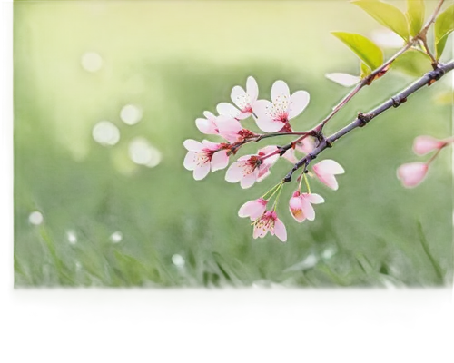 spring background,spring leaf background,cherry blossom branch,flower background,springtime background,sakura flower,japanese floral background,japanese carnation cherry,japanese sakura background,plum blossom,spring blossom,sakura branch,sakura flowers,apricot blossom,the plum flower,sakura background,grass blossom,pink floral background,plum blossoms,japanese cherry blossom,Art,Classical Oil Painting,Classical Oil Painting 38