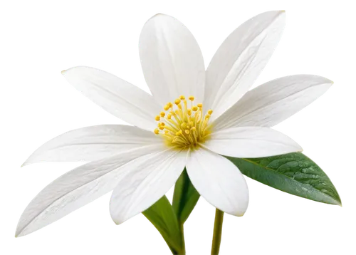 white cosmos,white flower,delicate white flower,white passion flower,white blossom,wood anemone,white petals,the white chrysanthemum,cosmos flower,white chrysanthemum,cosmea,wood anemones,marguerite daisy,dahlia white-green,japanese anemone,oxeye daisy,ox-eye daisy,anemone japonica,camomile flower,windflower,Illustration,Paper based,Paper Based 21