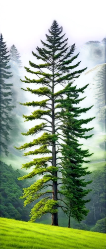 norfolk island pine,araucaria,fir forest,nature background,background view nature,coonoor,evergreen trees,bunya,cypresses,landscape background,isolated tree,ooty,pine tree,cedars,fir tree,nilgiris,mirik,pine trees,fir green,metasequoia,Conceptual Art,Fantasy,Fantasy 16