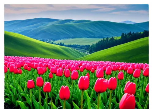 tulip background,tulip field,tulip fields,tulips field,flower background,tulip festival,pink tulips,tulips,landscape background,nature background,spring background,springtime background,wild tulips,two tulips,tulip flowers,red tulips,background view nature,flowers png,tulipa,tulp,Conceptual Art,Fantasy,Fantasy 12