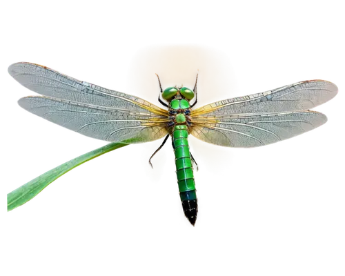 green-tailed emerald,gonepteryx cleopatra,dragonflies and damseflies,dolichopodidae,aix galericulata,chrysops,spring dragonfly,dragonfly,banded demoiselle,cyprinidae,gonepteryx rhamni,halictidae,elapidae,dragon-fly,membrane-winged insect,erinaceidae,tipulidae,talpidae,herbstannemone,oecanthidae,Illustration,Black and White,Black and White 06