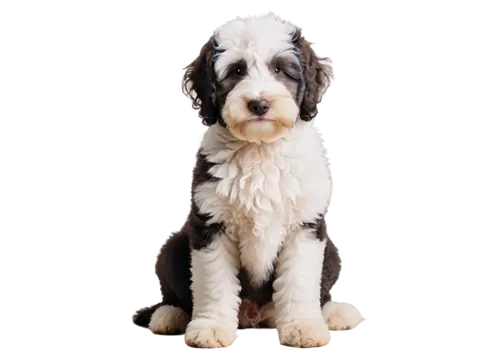 havanese,wirehaired,labradoodle,german longhaired pointer,cocker spaniel,spaniel,shih poo,short proboscis springer ear,schnauzer,bassett,airedale,huichon,schnaufer,dog pure-breed,schnoodle,bichon,cunigunde,parvovirus,schnauss,portrait background,Illustration,Black and White,Black and White 18