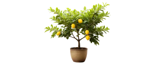 citrus plant,yellow ball plant,lemon tree,tangerine tree,lemon myrtle,orange climbing plant,growing mandarin tree,ficus,citrus sinensis,potted tree,kumquat,orange tree,curry tree,oleaceae,calamondin,podocarpus,cestrum,limonana,valencia orange,meyer lemon,Art,Artistic Painting,Artistic Painting 39