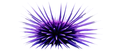 sea-urchin,sea urchin,urchin,purple salsify,crown chakra,purple thistle,thistle,crown chakra flower,card thistle,purple,cynara,spiny,spear thistle,purple pageantry winds,sea urchins,knapweed,no purple,wall,new world porcupine,cleanup,Illustration,Black and White,Black and White 08