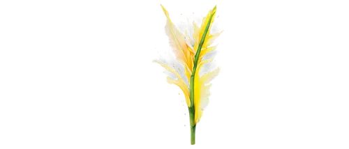 spikelets,flowers png,camelina,grass lily,spikelet,grass blossom,yellow grass,blooming grass,bromus,flower broom,lemongrass,long grass,flower background,autumnalis,sweet grass plant,menziesii,needlegrass,elymus,tuberose,iridaceae,Conceptual Art,Graffiti Art,Graffiti Art 08