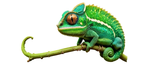 emerald lizard,agamid,basiliscus,chameleonlike,lagarto,chameleon,spiralfrog,krepon,kukulkan,chamaeleon,panther chameleon,taittiriya,pasquel,phelsuma,green lizard,wonder gecko,patrol,neibaur,chameleonic,furcifer,Conceptual Art,Oil color,Oil Color 09