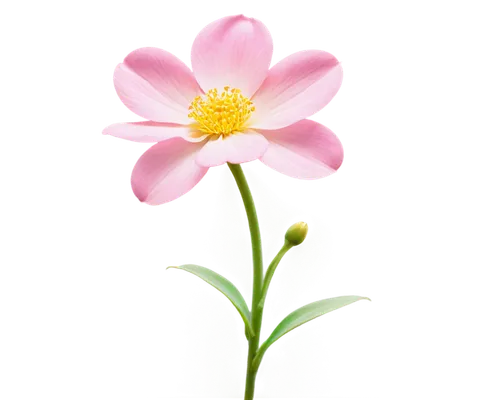 flower background,wood daisy background,flower wallpaper,flowers png,cosmea,cosmos flower,chrysanthemum background,pink cosmea,pink flower,single flower,japanese anemone,minimalist flowers,small flower,zephyranthes,daisy flower,flower,flower illustration,asteraceae,cosmea bipinnata,flowerdew,Illustration,Vector,Vector 19