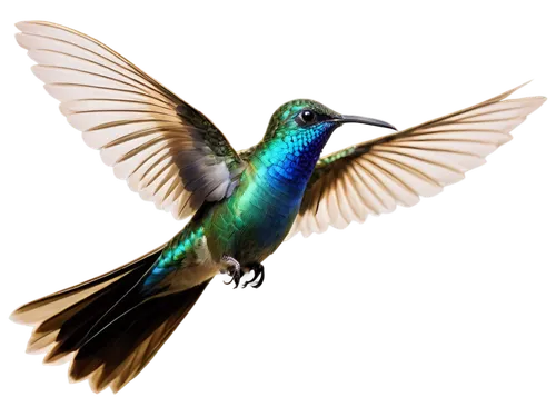 humming bird,colibri,humming birds,rofous hummingbird,bird hummingbird,hummingbirds,ruby-throated hummingbird,humming bird pair,annas hummingbird,bee hummingbird,calliope hummingbird,black-chinned hummingbird,allens hummingbird,ruby throated hummingbird,humming bird moth,sunbird,hummingbird large,bird in flight,bird fly,alcedo,Conceptual Art,Oil color,Oil Color 11