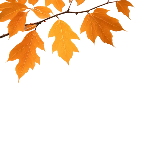 leaf background,maple foliage,autumn background,birch tree background,maple leave,spring leaf background,autumn foliage,beech leaves,tree leaves,leaf maple,autumn tree,autumnal leaves,beech leaf,leaves in the autumn,maple tree,thunberg's fan maple,colored leaves,autumn leaf paper,european beech,fall leaf border