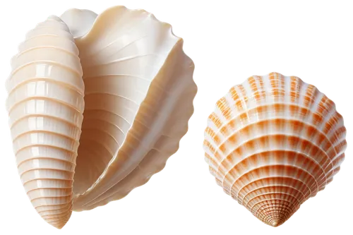 marine gastropods,sea shell,blue sea shell pattern,spiny sea shell,shells,seashell,seashells,in shells,shell,gastropods,mollusks,garden cone snail,watercolor seashells,clam shell,whelk,sea shells,sea snail,snail shell,beach shell,sfogliatelle,Unique,Design,Character Design