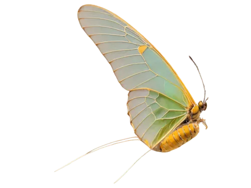 cloudless sulphur,gonepteryx cleopatra,colias croceus,chloris chloris,pellucid hawk moth,butterfly vector,pipevine swallowtail,chelydridae,ribbon winged lacewing,melanargia,lacewing,palamedes swallowtail,colias sareptensis,colias,colias hyale,polyommatus icarus,morpho peleides,giant swallowtail,cyprinidae,hesperia (butterfly),Photography,Fashion Photography,Fashion Photography 22