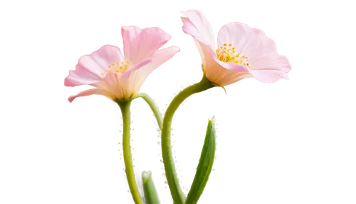 Delicate flower, petals softly curled, dew drops glistening, morning sunlight, gentle focus, pastel colors, shallow depth of field, 3/4 composition, warm lighting, macro photography style.,cosmea,dros