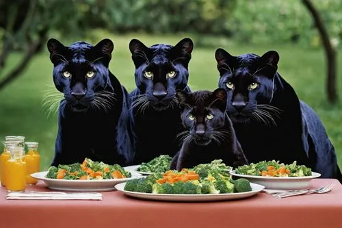 melanism,family dinner,black bears,eaters,breakfast buffet,caterers,Photography,Documentary Photography,Documentary Photography 05