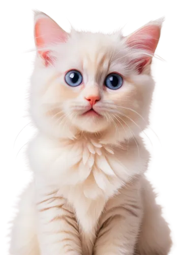 cute cat,birman,white cat,snowbell,kittenish,cat vector,cartoon cat,pink cat,cat portrait,kittu,kittani,cat kawaii,himalayan persian,suara,blue eyes cat,fluffernutter,british longhair cat,cat image,ragdoll,kittner,Illustration,Realistic Fantasy,Realistic Fantasy 36