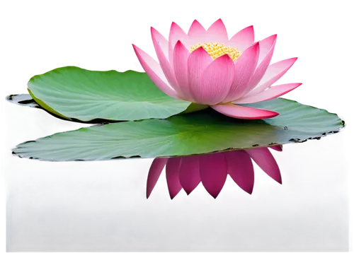 pink water lily,lotus on pond,pink water lilies,water lily flower,flower of water-lily,water lily,blooming lotus,lotus flowers,waterlily,water lotus,lotus blossom,lotus flower,water lilly,pond flower,waterlilies,water lilies,lotus pond,large water lily,lotuses,pond lily,Photography,Black and white photography,Black and White Photography 11