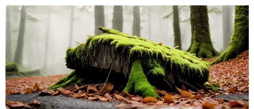 moss landscape,forest moss,forest background,tree moss,moss,frog background,mossy,forest floor,vivarium,diorama,bryophyte,3d background,green forest,sporophyte,mushroom landscape,swampy landscape,mosses,pteris,forest mushroom,nature background,Conceptual Art,Sci-Fi,Sci-Fi 23