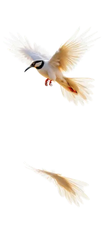 tern flying,flying tern,fairy tern,tern bird,flying common tern,royal tern,arctic tern,dove of peace,tern,little tern,bird in flight,crested terns,sandwich tern,bird flying,silver tern,river tern,common tern,quickbird,fast bird,seagull in flight,Conceptual Art,Oil color,Oil Color 07