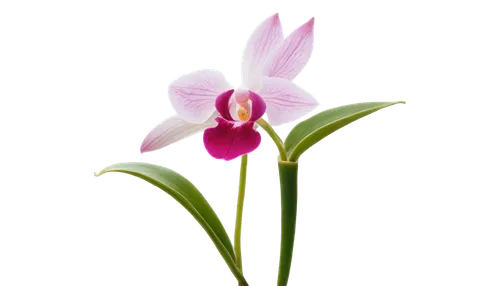 orchid flower,orchid,laelia,flowers png,masdevallia,mixed orchid,flower wallpaper,orchidaceae,flower background,wild orchid,phalaenopsis orchid,pleione,tulip background,pink flower,flower illustrative,flower illustration,pink tulip,phragmipedium,zephyranthes,single flower,Conceptual Art,Oil color,Oil Color 13