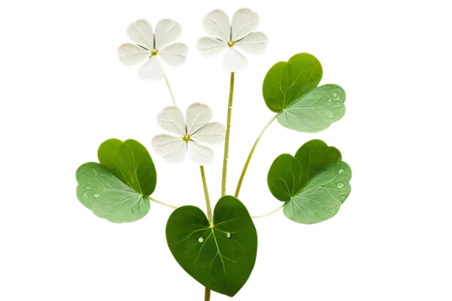 spring leaf background,clover leaves,muguet,lily of the valley,five-leaf clover,4-leaf clover,sandwort,four-leaf clover,lotus leaf,maidenhair,three leaf clover,clovers,four leaf clover,parsley leaves,4 leaf clover,arabidopsis,lilly of the valley,oxalis,flowers png,a four leaf clover,Conceptual Art,Oil color,Oil Color 25