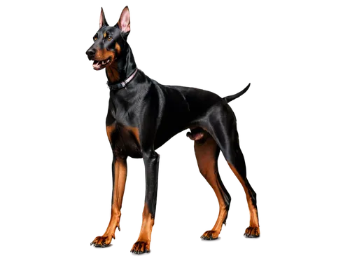 Doberman Pinscher, muscular dog, black coat, brown eyes, erect ears, athletic build, short hair, standing, alert posture, direct gaze, sharp teeth, claws visible, dynamic composition, dramatic lightin