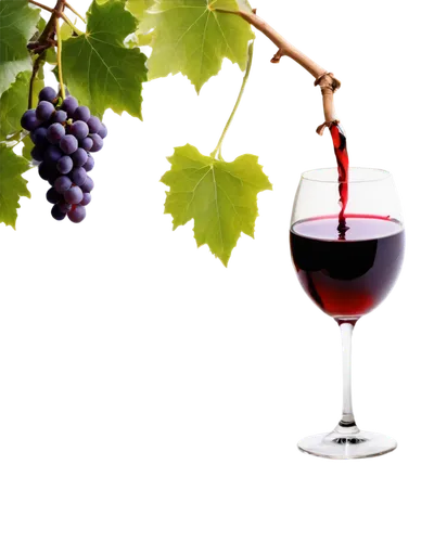 viniculture,resveratrol,wine grape,winegrape,redwine,wine grapes,vino,vinos,sangiovese,red wine,wild wine,winegrowers,merlot wine,cabernet,red grapes,tannat,viticultural,barbera,tannins,vintner,Illustration,Children,Children 04