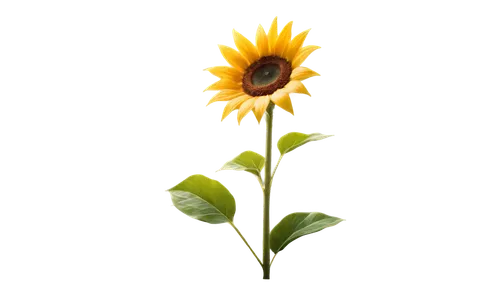 small sun flower,sunflower lace background,sunflower,helianthus,rudbeckia,sun flower,yellow calendula flower,stored sunflower,helianthus sunbelievable,calendula,calenduleae,flower wallpaper,sunflower paper,yellow flower,yellow gerbera,flower background,sun flowers,calendula flower,flowers png,erdsonne flower,Photography,General,Commercial