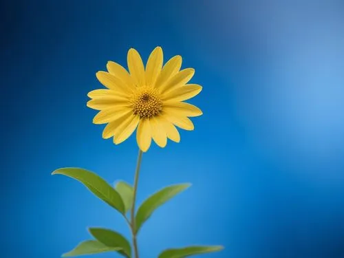 a yellow flower with leaves sitting on a stick,yellow calendula flower,small sun flower,rudbeckia nidita,calenduleae,helianthus occidentalis,calendula suffruticosa