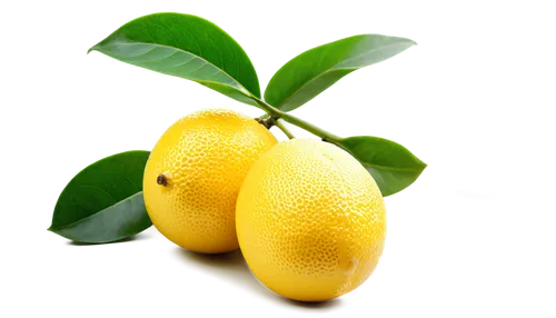 lemon background,lemon wallpaper,lemon tree,yellow fruit,lemon - fruit,lemon,mandora,poland lemon,lemons,lemon pattern,citron,yuzu,lemon half,lemon lemon,limoncello,yellow berry,starfruit,pear,yellow ball plant,limoniidae,Photography,Artistic Photography,Artistic Photography 02