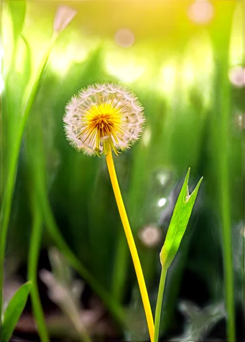 dandelion background,dandelion flower,common dandelion,dandelion,dandelion flying,taraxacum,dandelion field,dandelions,dandelion meadow,grass blossom,flying dandelions,taraxacum officinale,taraxacum ruderalia,dandelion seeds,blooming grass,dandelion parachute ball,wood daisy background,meadow plant,background bokeh,yellow grass,Unique,3D,Garage Kits