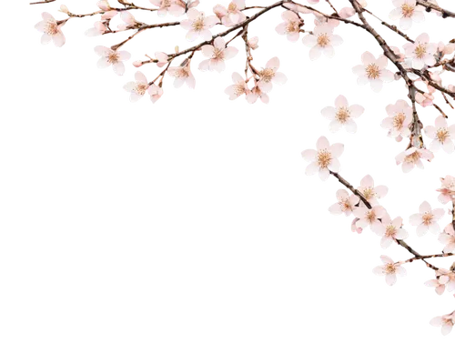 japanese sakura background,floral digital background,sakura cherry tree,japanese floral background,cherry blossom branch,sakura background,plum blossoms,sakura tree,sakura blossoms,apricot flowers,apricot blossom,spring leaf background,plum blossom,cherry blossoms,sakura flowers,cherry branches,cold cherry blossoms,sakura branch,pink cherry blossom,japanese cherry blossoms,Photography,Documentary Photography,Documentary Photography 21