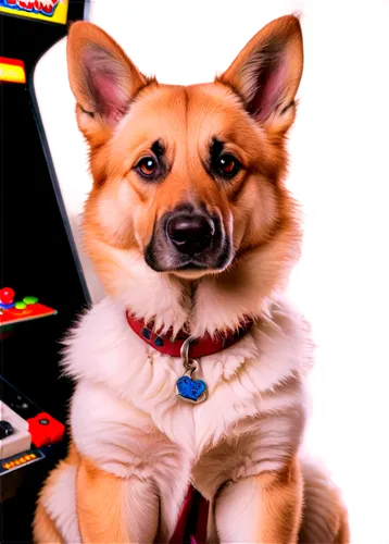 shibe,sheeb,nintendogs,dogecoin,shiba,inu,shib,lycos,ein,doge,deg,shiba inu,gamemaster,gamestar,dogmeat,bork,degen,poker,neogeo,bookmaker,Unique,Pixel,Pixel 04