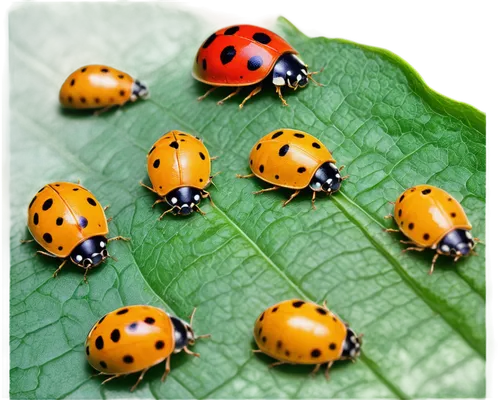 ladybirds,ladybugs,coccinellidae,asian lady beetle,seven-dot ladybug,ladybug,ladybird,beetles,lady bug,eyespots,tricolores,lycaonia,insects,smithi,defence,entomologists,spots,biodiversity,pupae,giovanella,Illustration,Abstract Fantasy,Abstract Fantasy 06