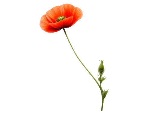 klatschmohn,flowers png,coquelicot,red poppy,lest we forget,remembrance day,poppy flower,anzac,red poppy on railway,poppy plant,seidenmohn,papaver,poppy flowers,turkestan tulip,anzac day,floral poppy,remembrance,poppy,cleanup,defense,Conceptual Art,Fantasy,Fantasy 19