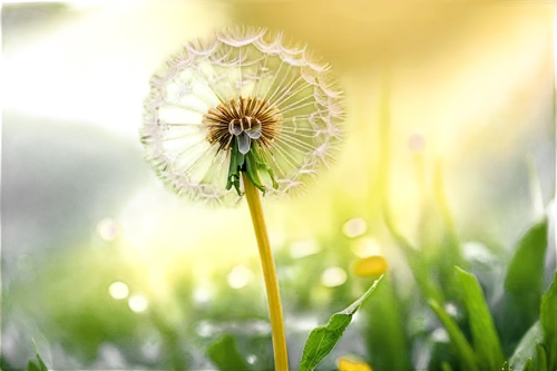 dandelion, yellow petals, delicate stem, soft green leaves, morning dew, gentle sunlight, close-up shot, shallow depth of field, warm color tone, cinematic lighting, realistic texture, detailed center