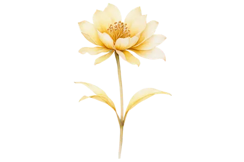 lotus png,golden lotus flowers,lotus ffflower,flowers png,lotus with hands,gold flower,lilium candidum,minimalist flowers,lotus,lily flower,lotus flower,yellow canada lily,guernsey lily,chrysanthemum background,sacred lotus,lotus art drawing,white lily,lotus blossom,flower gold,sego lily,Conceptual Art,Fantasy,Fantasy 17