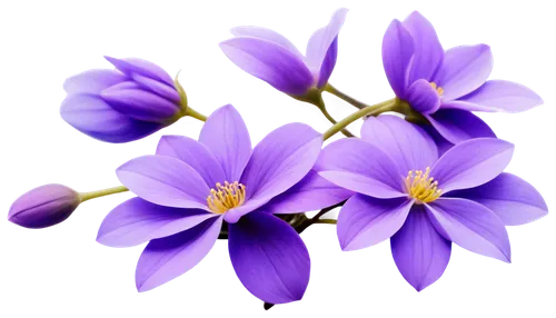 flowers png,saffron crocus,cretan crocus,purple crocus,crocuss,crocus flowers,crocuses,spring crocus,violet flowers,crocus,anemone purple floral,purple flowers,crocus vernus,hepatica,tulipan violet,purple flower,flower purple,anemone japonica,purple,flower background,Illustration,Retro,Retro 03