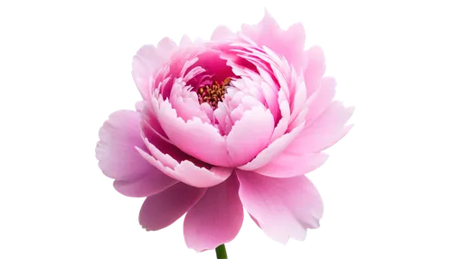 peony pink,pink tulip,pink floral background,chrysanthemum background,pink flower,tulip background,flower background,pink peony,flower wallpaper,peony,dahlia pink,pink chrysanthemum,pink carnation,flowers png,flower pink,common peony,floral digital background,pink magnolia,pink flower white,pink background,Conceptual Art,Oil color,Oil Color 07