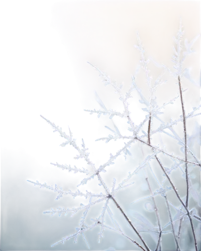 hoarfrost,frostiness,snowflake background,winter background,frozen morning dew,morning frost,frost,winter magic,the first frost,frosts,ice crystal,frostily,ice rain,winter dream,frostings,unfrozen,blue snowflake,ground frost,frost bubble,wintry,Illustration,Children,Children 01