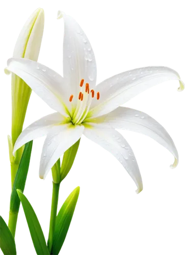 Delicate lily, white petals, yellow anthers, green stem, slender leaves, water droplets, morning dew, soft natural light, macro shot, shallow depth of field, warm color tone, gentle composition, elega