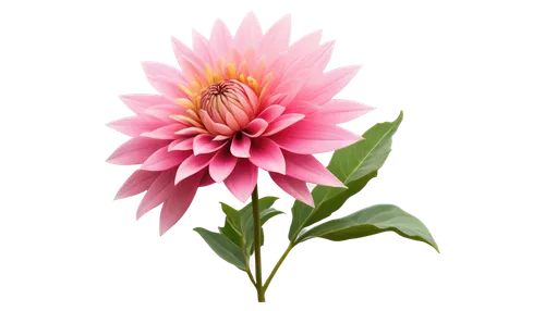 pink chrysanthemum,dahlia pink,chrysanthemum background,pink flower,gerbera flower pink,flower background,flowers png,flower wallpaper,flower of dahlia,pink dahlias,dahlia flower,paper flower background,gerbera flower,dahlia bloom,flower illustrative,flower pink,star dahlia,garden dahlia,chrysanthemum,flower illustration,Conceptual Art,Daily,Daily 29