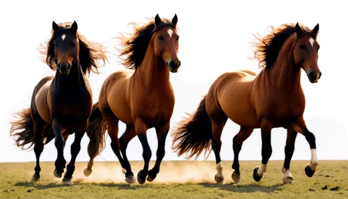 Wild horses, galloping, majestic manes, shiny coats, powerful muscles, free spirit, open plain, sunset background, golden light, dynamic composition, low-angle shot, sense of freedom, natural texture,